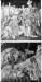Thumbnail , (13).JPG 